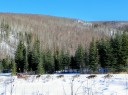 dog sled beaver pond